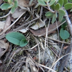 Pterostylis nutans (Nodding Greenhood) at Aranda, ACT - 25 Apr 2016 by CathB