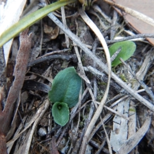 Pterostylis nutans at Aranda, ACT - suppressed