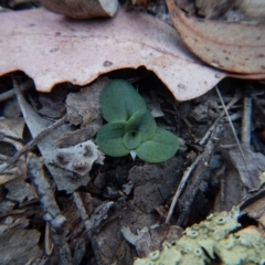 Diplodium sp. (A Greenhood) at Aranda Bushland - 25 Apr 2016 by CathB