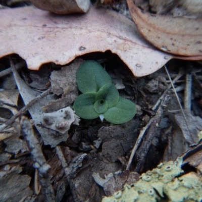 Diplodium sp. (A Greenhood) at Aranda Bushland - 25 Apr 2016 by CathB