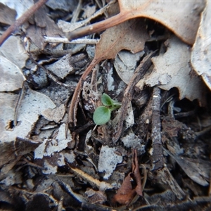 Diplodium sp. at Point 4081 - 25 Apr 2016