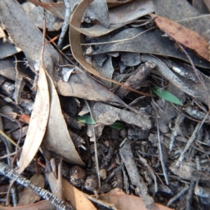 Glossodia major at Cook, ACT - suppressed