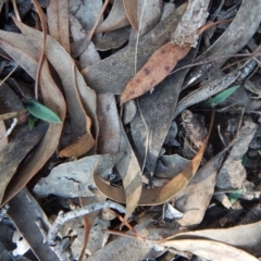 Glossodia major at Cook, ACT - 23 Apr 2016