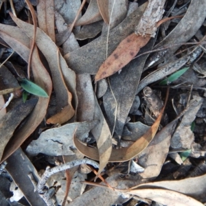 Glossodia major at Cook, ACT - suppressed