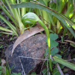 Pterostylis nutans (Nodding Greenhood) at Belconnen, ACT - 29 Jul 2015 by CathB