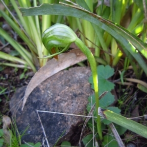 Pterostylis nutans at Belconnen, ACT - 29 Jul 2015