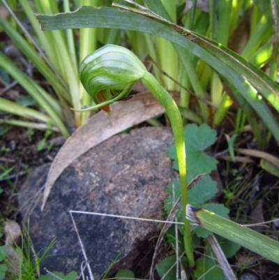 Pterostylis nutans (Nodding Greenhood) at Aranda Bushland - 29 Jul 2015 by CathB