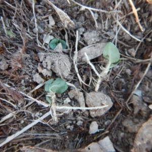 Diplodium sp. at Belconnen, ACT - 25 Apr 2016