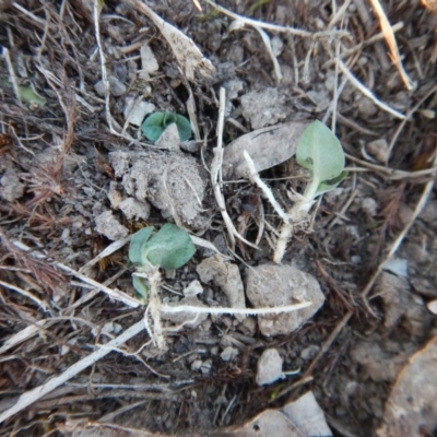 Diplodium sp. (A Greenhood) at Aranda Bushland - 25 Apr 2016 by CathB