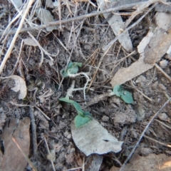 Diplodium sp. at Belconnen, ACT - 25 Apr 2016