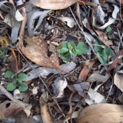 Diplodium sp. (A Greenhood) at Cook, ACT - 21 Apr 2016 by CathB