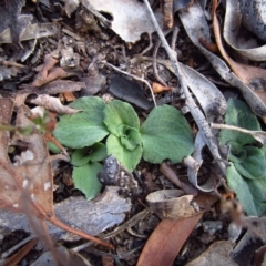 Diplodium sp. at Cook, ACT - suppressed