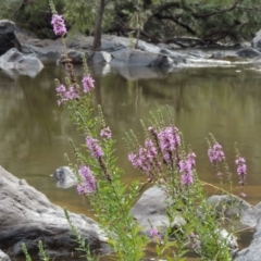 Lythrum salicaria (Purple Loosestrife) at Bullen Range - 21 Jan 2016 by MichaelBedingfield