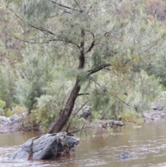 Casuarina cunninghamiana subsp. cunninghamiana (River She-Oak, River Oak) at Bullen Range - 21 Jan 2016 by MichaelBedingfield