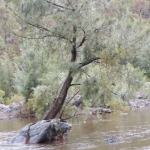 Casuarina cunninghamiana subsp. cunninghamiana at Bullen Range - 21 Jan 2016