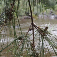 Casuarina cunninghamiana subsp. cunninghamiana at Bullen Range - 21 Jan 2016 07:13 PM