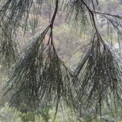 Casuarina cunninghamiana subsp. cunninghamiana at Bullen Range - 21 Jan 2016 07:13 PM