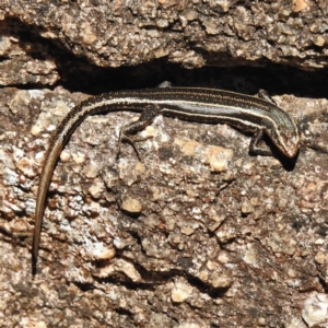 Pseudemoia spenceri at Cotter River, ACT - 26 Apr 2016