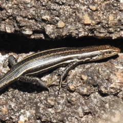 Pseudemoia spenceri at Cotter River, ACT - 26 Apr 2016 12:00 AM