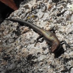 Pseudemoia entrecasteauxii (Woodland Tussock-skink) at Paddys River, ACT - 26 Apr 2016 by JohnBundock