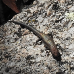 Pseudemoia entrecasteauxii at Paddys River, ACT - 26 Apr 2016 12:00 AM