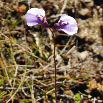 Utricularia dichotoma (Fairy Aprons, Purple Bladderwort) at Gibraltar Pines - 25 Apr 2016 by JohnBundock