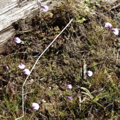 Utricularia dichotoma at Paddys River, ACT - 26 Apr 2016