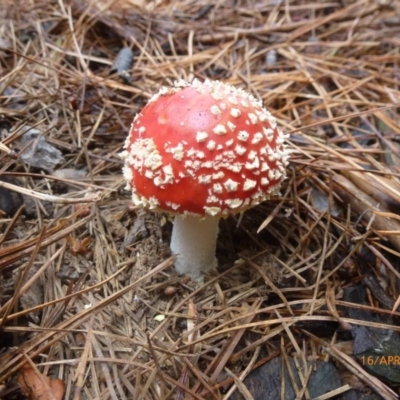 Amanita muscaria (Fly Agaric) at Bago State Forest - 15 Apr 2016 by wombey