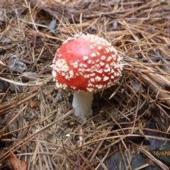 Amanita muscaria (Fly Agaric) at Bago State Forest - 15 Apr 2016 by wombey