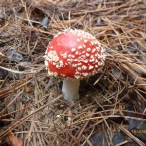 Amanita muscaria at Bago State Forest - 16 Apr 2016