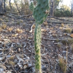 Opuntia stricta (Common Prickly Pear) at Hackett, ACT - 26 Apr 2016 by waltraud