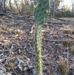 Opuntia stricta at Hackett, ACT - 26 Apr 2016