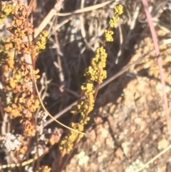 Cheilanthes sieberi subsp. sieberi (Narrow Rock Fern) at Molonglo River Reserve - 26 Apr 2016 by jackfrench