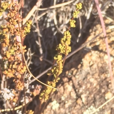 Cheilanthes sieberi subsp. sieberi (Mulga Rock Fern) at Stromlo, ACT - 26 Apr 2016 by jackfrench