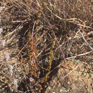 Cheilanthes sieberi subsp. sieberi at Molonglo River Reserve - 26 Apr 2016