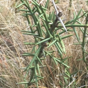 Discaria pubescens at Mount Clear, ACT - 26 Apr 2016