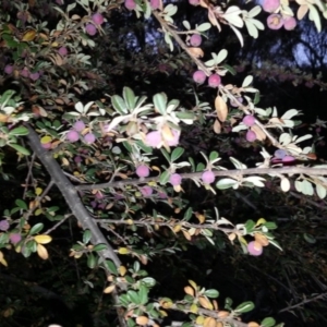 Cotoneaster rotundifolius at Hackett, ACT - 26 Apr 2016 05:31 PM