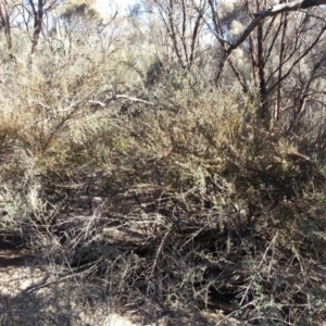 Cotoneaster rotundifolius at Hackett, ACT - 26 Apr 2016 05:31 PM