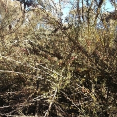 Cotoneaster rotundifolius at Hackett, ACT - 26 Apr 2016