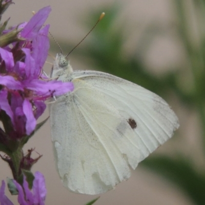 Pieris rapae (Cabbage White) at Bullen Range - 21 Jan 2016 by MichaelBedingfield