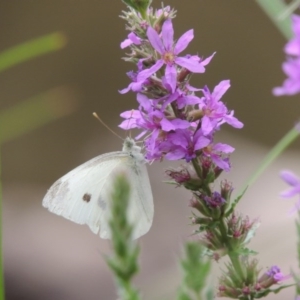 Pieris rapae at Bullen Range - 21 Jan 2016