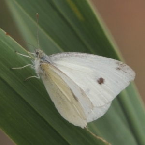 Pieris rapae at Bullen Range - 21 Jan 2016