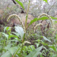 Persicaria lapathifolia (Pale Knotweed) at Bullen Range - 21 Jan 2016 by MichaelBedingfield