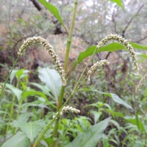 Persicaria lapathifolia at Bullen Range - 21 Jan 2016 07:21 PM