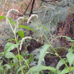 Persicaria lapathifolia at Bullen Range - 21 Jan 2016