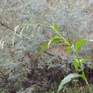 Persicaria lapathifolia at Bullen Range - 21 Jan 2016 07:21 PM