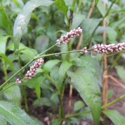 Persicaria decipiens (Slender Knotweed) at Bullen Range - 21 Jan 2016 by MichaelBedingfield