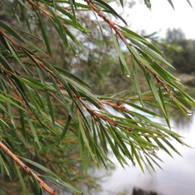 Callistemon sieberi (River Bottlebrush) at Bullen Range - 21 Jan 2016 by michaelb