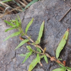 Persicaria prostrata (Creeping Knotweed) at Bullen Range - 21 Jan 2016 by MichaelBedingfield