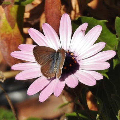 Zizina otis (Common Grass-Blue) at Wanniassa, ACT - 27 Apr 2016 by JohnBundock